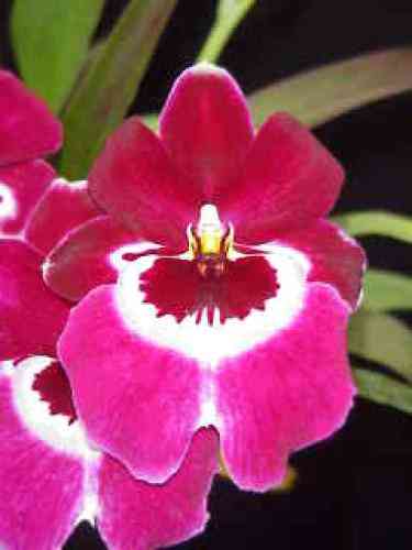 Miltoniopsis Augres 'Trinity' AM-AOS RHS